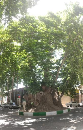 عکس چنار دوهزار ساله محلات