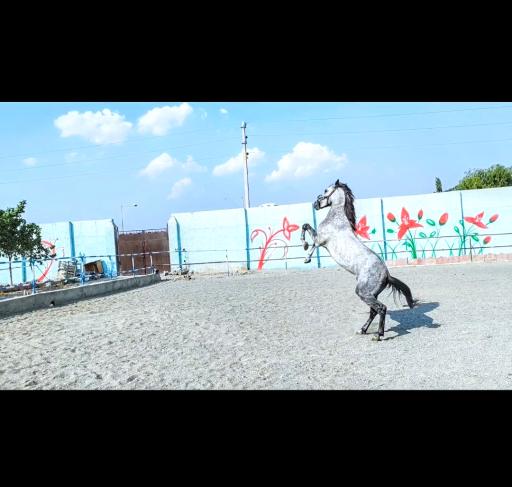 عکس باشگاه سوارکاری و پرورش اسب آرتان 