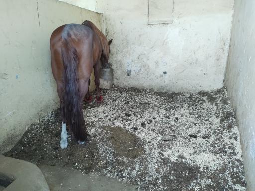 عکس باشگاه سوارکاری و پرورش اسب آرتان 