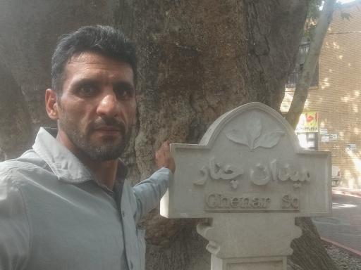 عکس چنار دوهزار ساله محلات