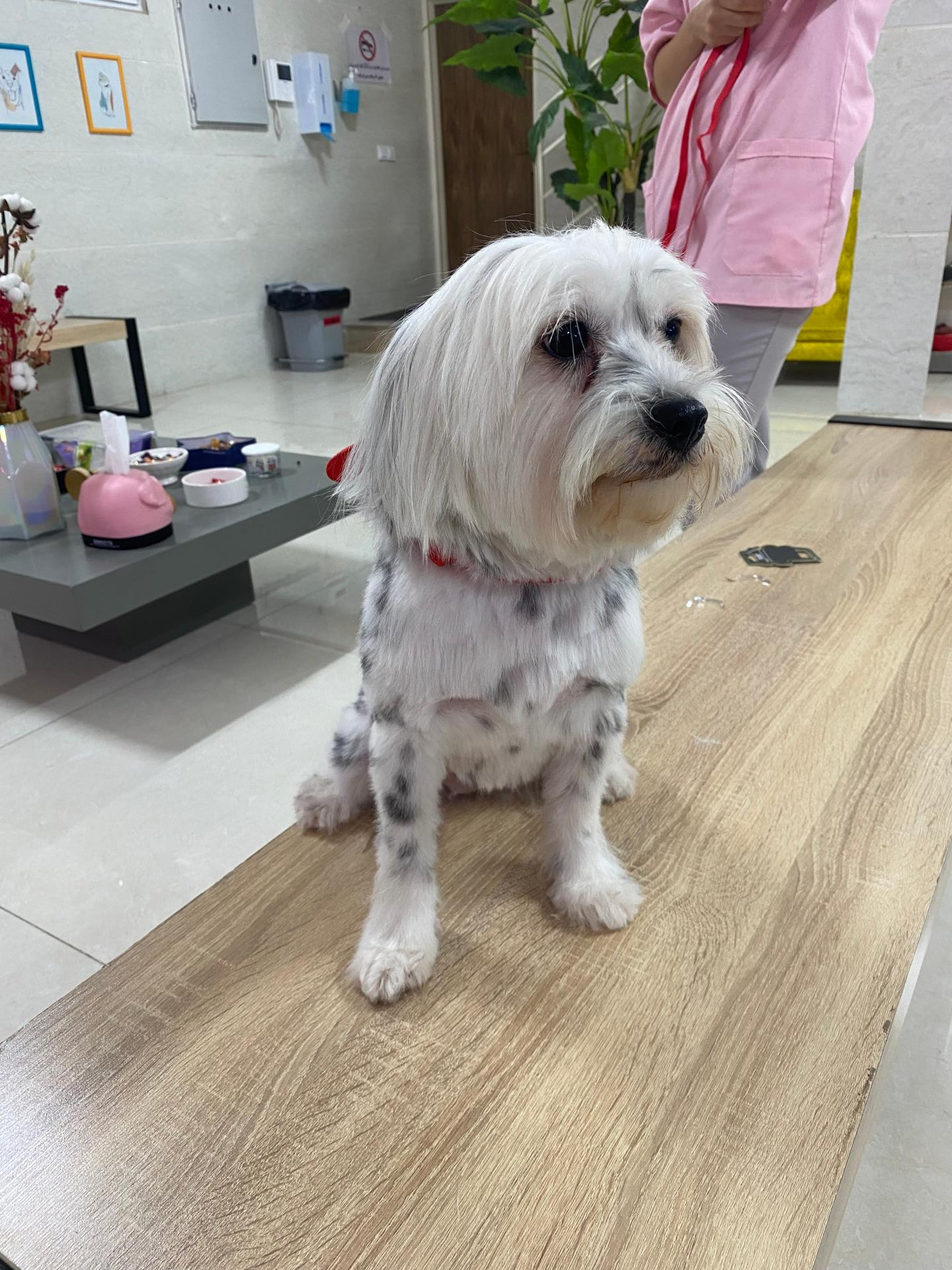 عکس کلینیک دامپزشکی دکتر نازنین کلانتری