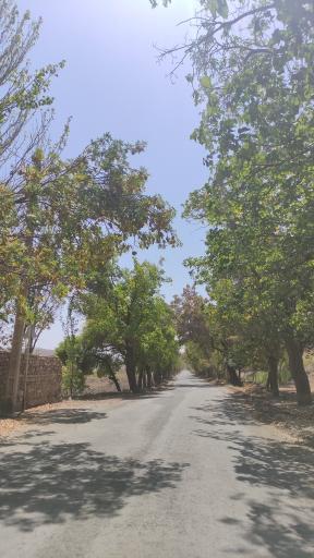 عکس تونل جنگل