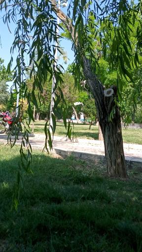 عکس بوستان استقلال