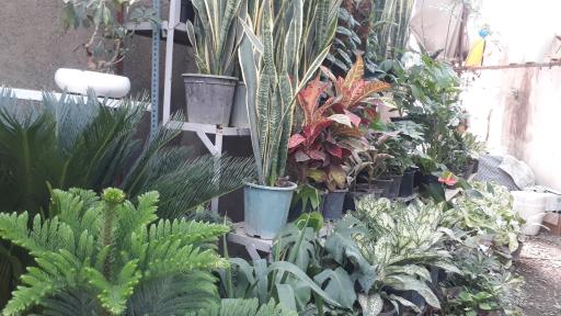 عکس گل فروشی وطن خواه