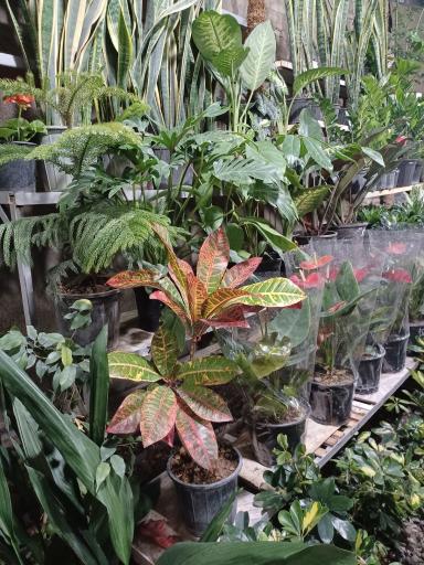 عکس گل فروشی وطن خواه