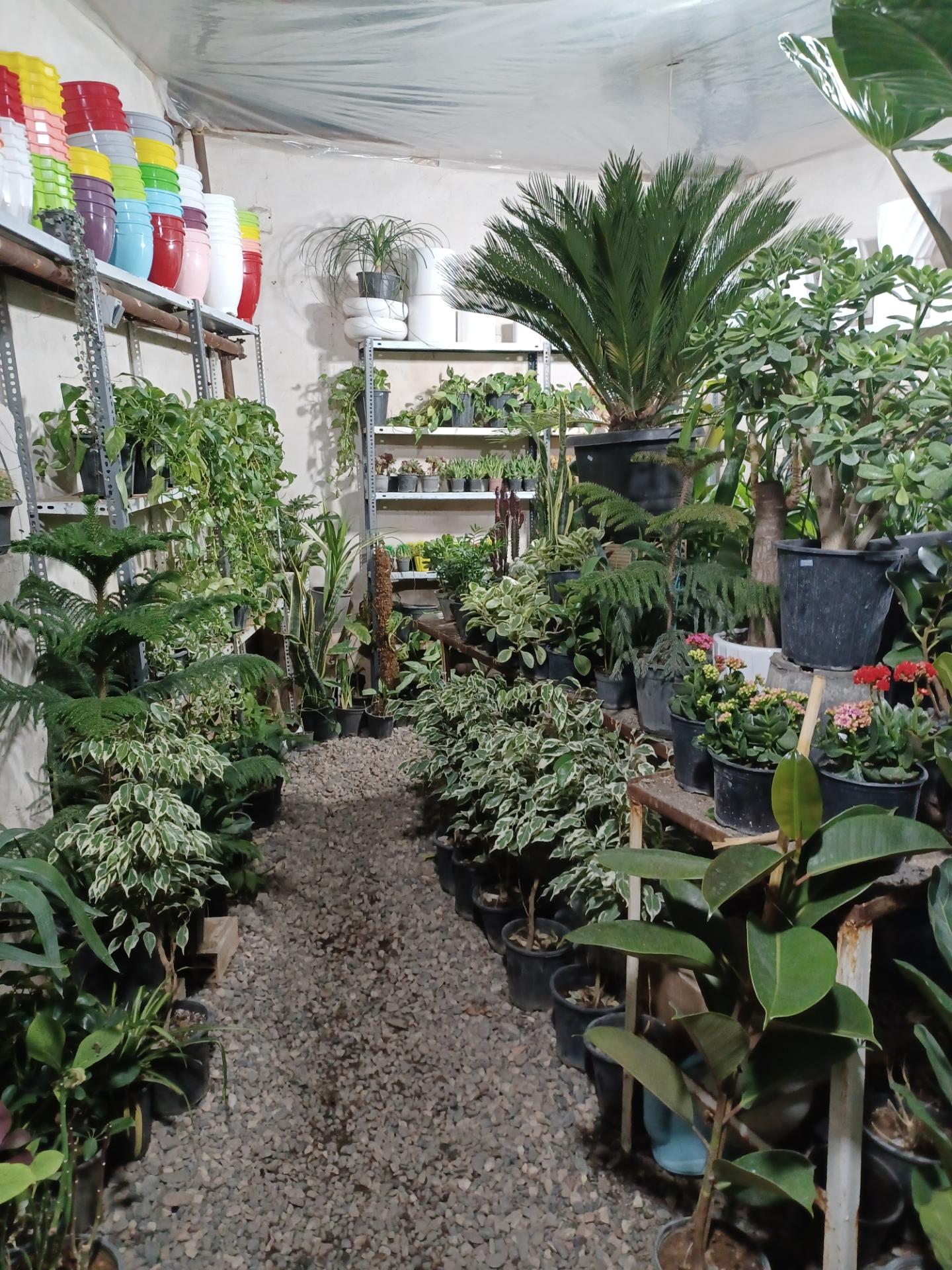 عکس گل فروشی وطن خواه