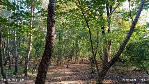 عکس پارک ملی گلستان