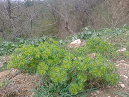 عکس پارک ملی گلستان