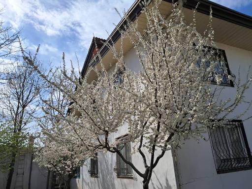 عکس باغ ویلای روژین