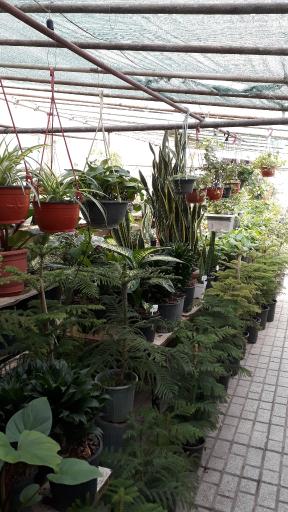 عکس تولیدی گل رز محمدی