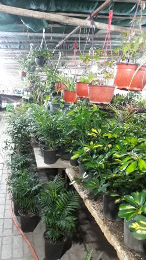 عکس تولیدی گل رز محمدی