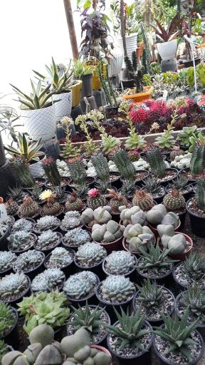 عکس تولیدی گل رز محمدی