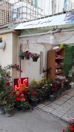 عکس تولیدی گل رز محمدی