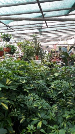 عکس تولیدی گل رز محمدی