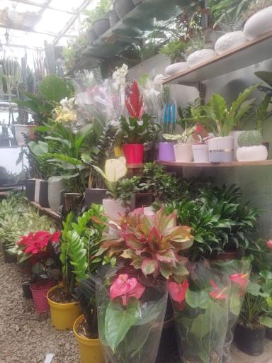 عکس گل فروشی پامچال