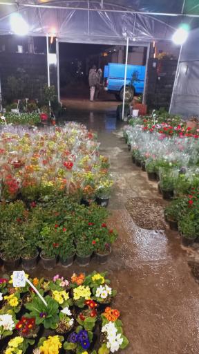 عکس گلخانه افرا