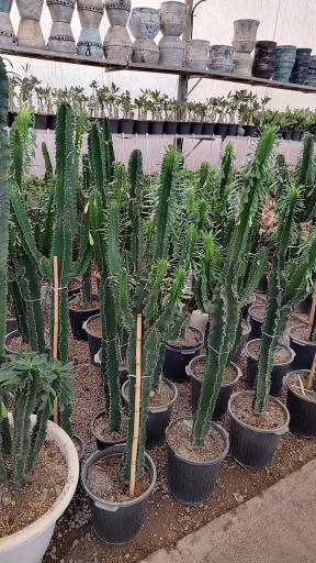 عکس گلخانه افرا