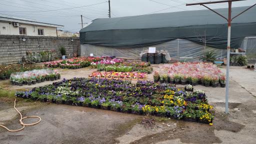 عکس گلخانه افرا