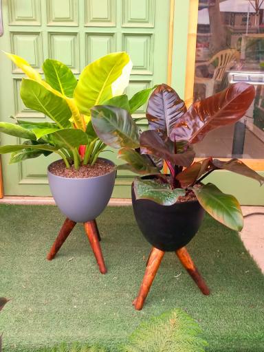 عکس گلخانه افرا