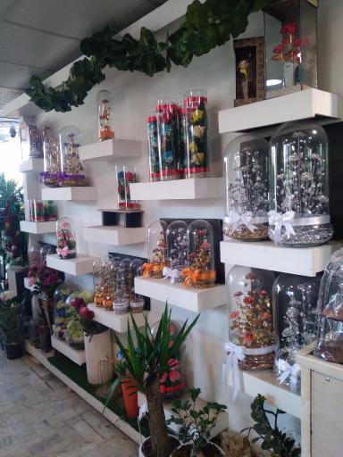 عکس گل امیر