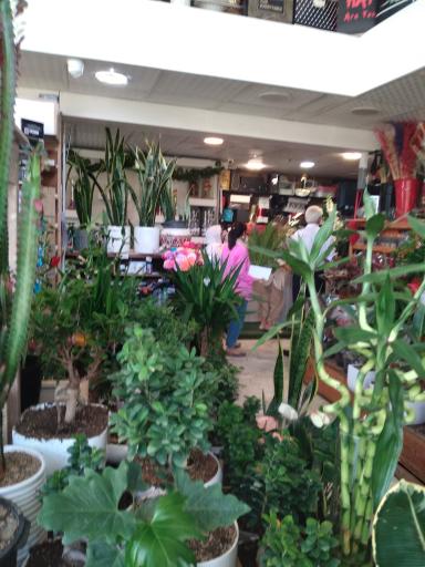 عکس گل امیر