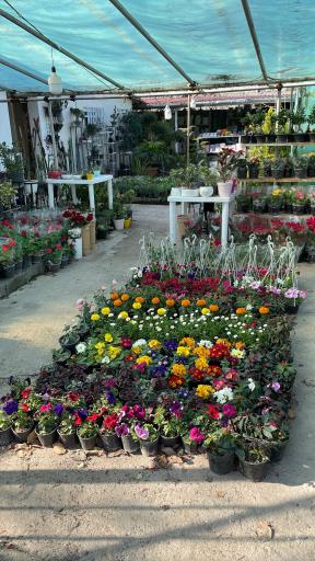 عکس ماناگیاه