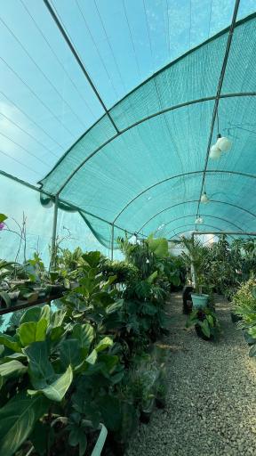 عکس ماناگیاه