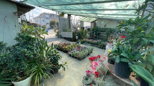 عکس ماناگیاه