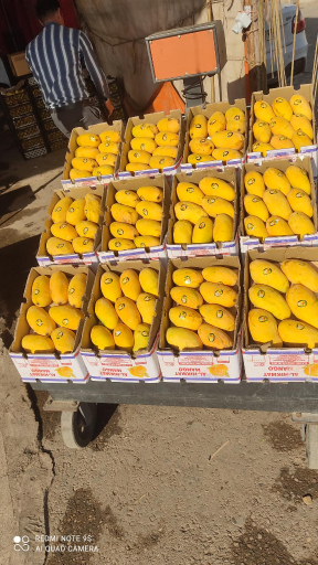 عکس میدان میوه و تره بار نوغان