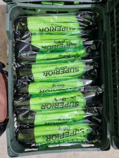 عکس سردخانه قاسمی راد-عباسی