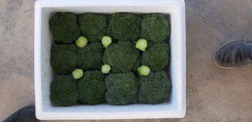 عکس سردخانه قاسمی راد-عباسی