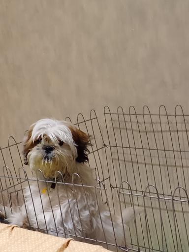 عکس کلینیک دامپزشکی دکتر طباطبایی