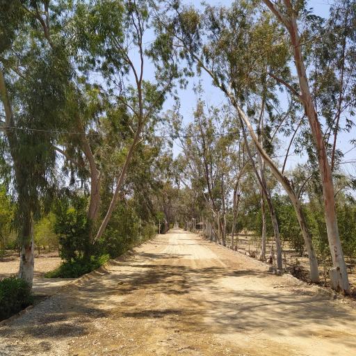 عکس باغ طبیعی روستای تیس