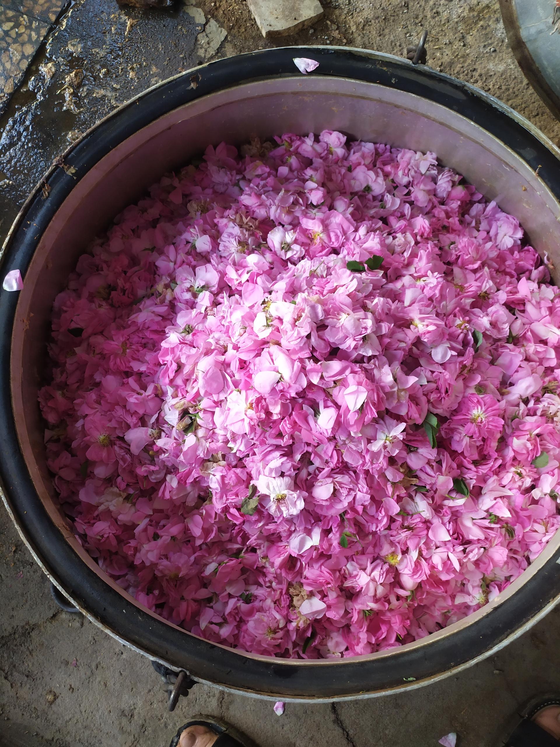 عکس گلاب وعرقیات گلی نیاسر