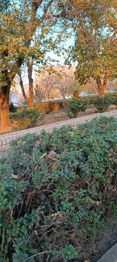 عکس بوستان لادن