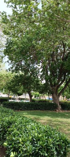 عکس بوستان لادن