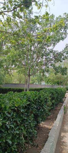 عکس بوستان لادن