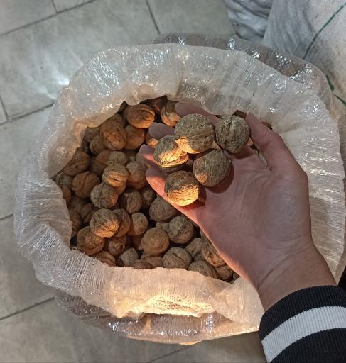 عکس فروشگاه اینترنتی گردوپیچ 