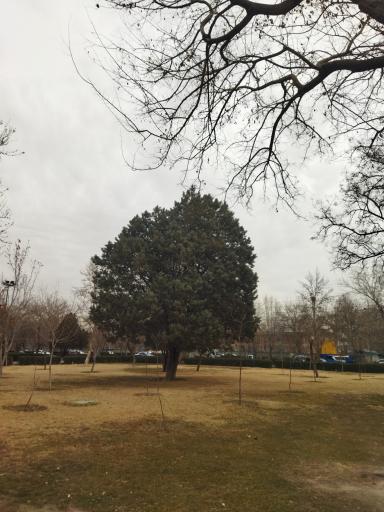 عکس بوستان لادن