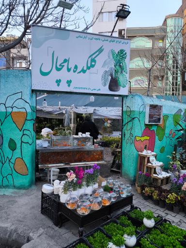 عکس گل پامچال