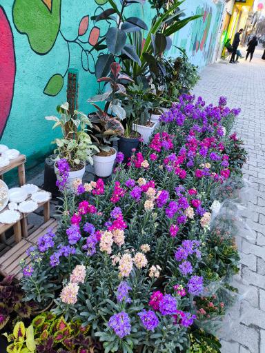 عکس گل پامچال