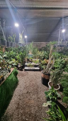 عکس گل پامچال