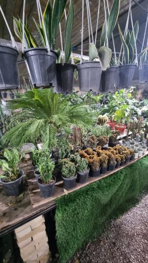 عکس گل پامچال