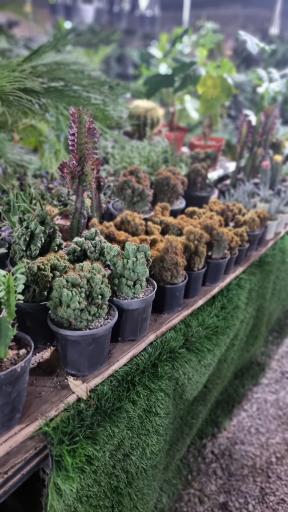 عکس گل پامچال