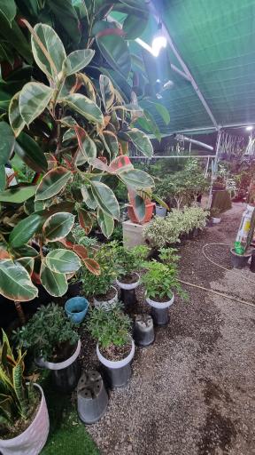 عکس گل پامچال