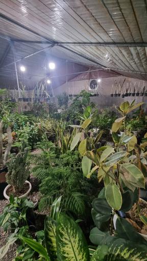 عکس گل پامچال