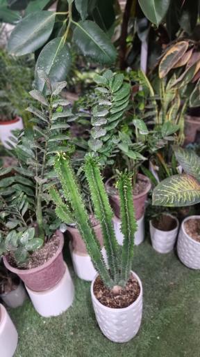 عکس گل پامچال