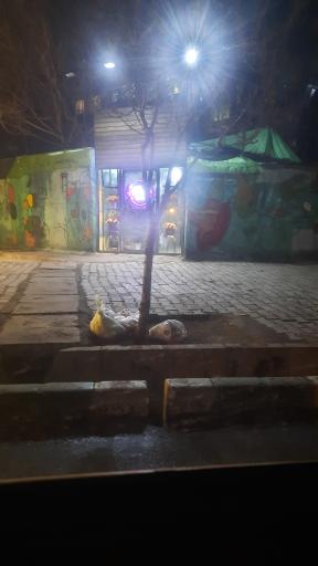 عکس گل پامچال