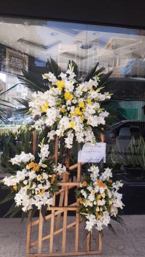 عکس گل پامچال