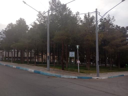 عکس بوستان کاج